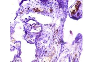 Immunohistochemistry of paraffin-embedded human placenta tissue using ABIN7157091 at dilution of 1:50