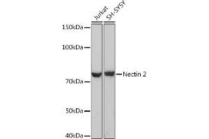 Western blot analysis of extracts of various cell lines, using Nectin 2 Rabbit mAb (ABIN7269432) at 1:1000 dilution. (PVRL2 antibody)
