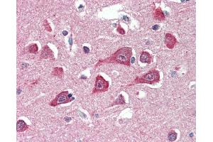 Anti-PLA2G16 antibody IHC of human brain, cortex. (PLA2G16 antibody  (AA 2-15))