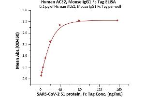 Immobilized Human ACE2, Mouse IgG1 Fc Tag (ABIN6972939) at 1 μg/mL (100 μL/well) can bind SARS-CoV-2 S1 protein, Fc Tag (ABIN6952624,ABIN6952647) with a linear range of 1-20 ng/mL (Routinely tested). (ACE2 Protein (AA 18-740) (mFc Tag))