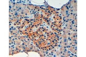 ABIN185427 (4µg/ml) staining of paraffin embedded Human Pancreas. (VPS11 antibody  (Internal Region))