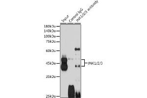 Immunoprecipitation analysis of 600 μg extracts of Mouse brain cells using 3 μg JNK1/2/3 antibody (ABIN7268630). (MAPK8/9/10 antibody)