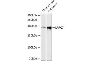 Western blot analysis of extracts of various cell lines using LRRC7 Polyclonal Antibody at dilution of 1:3000. (LRRC7 antibody)