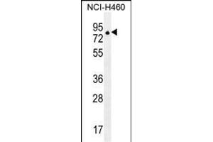 ZNF28 Antibody (N-term) (ABIN655483 and ABIN2845004) western blot analysis in NCI- cell line lysates (35 μg/lane).