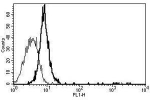 A typical staining pattern with the B-P4 monoclonal antibody of Eahy 926 cell line (CD130/gp130 antibody)