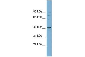 WB Suggested Anti-CASC3 Antibody Titration: 0. (CASC3 antibody  (N-Term))