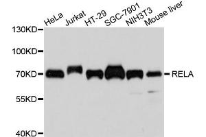Western blot analysis of extracts of various cell lines, using RELA antibody (ABIN4904984) at 1:1000 dilution. (NF-kB p65 antibody)