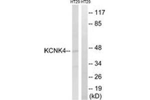 Western Blotting (WB) image for anti-Potassium Channel, Subfamily K, Member 4 (KCNK4) (AA 332-381) antibody (ABIN2890518)