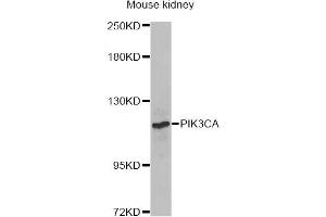 Western blot analysis of extracts of mouse kidney, using PIK3CA Antibody (ABIN6292231) at 1:1000 dilution. (PIK3CA antibody)