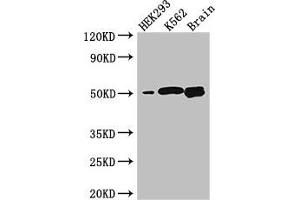 Western Blot Positive WB detected in: HEK293 whole cell lysate, K562 whole cell lysate, Mouse brain tissue All lanes: BTNL2 antibody at 3. (BTNL2 antibody  (AA 26-202))
