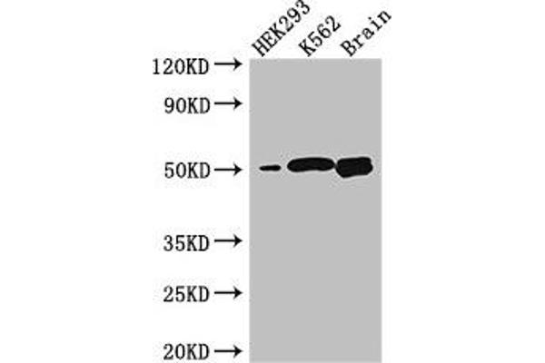 BTNL2 抗体  (AA 26-202)