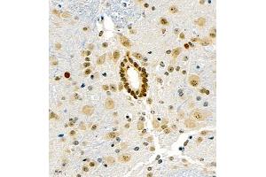 Immunohistochemistry of paraffin embedded mouse spinal cord using UBE3A (ABIN7076104) at dilution of 1:1000 (400x lens) (ube3a antibody)