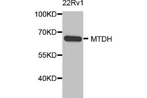 Western blot analysis of extracts of 22Rv1 cells, using MTDH antibody (ABIN5975399) at 1/1000 dilution. (MTDH antibody)