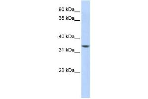 Western Blotting (WB) image for anti-RP11-50D163 antibody (ABIN2458874) (RP11-50D163 antibody)