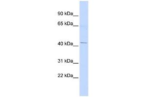 WB Suggested Anti-ERGIC2 Antibody Titration:  0. (ERGIC2 antibody  (Middle Region))