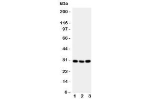 Western blot testing of CD134 antibody and mouse samples 1:  brain (TNFRSF4 antibody  (N-Term))