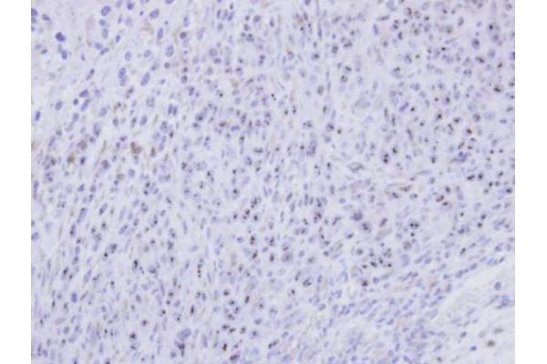 SMC1B antibody  (N-Term)
