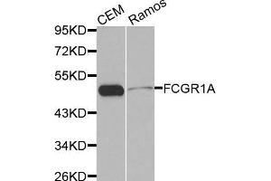 Western blot analysis of extracts of various cell lines, using FCGR1A antibody. (FCGR1A antibody  (AA 200-292))