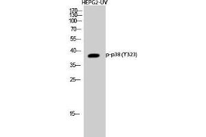 Western Blot (WB) analysis of HepG2-UV cells using Phospho-p38 (Y323) Polyclonal Antibody. (MAPK14 antibody  (pTyr323))