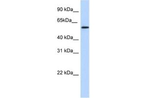 Western Blotting (WB) image for anti-NK1 Homeobox 1 (NKX1-1) antibody (ABIN2461566) (NKX1-1 antibody)