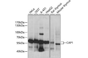 Western blot analysis of extracts of various cell lines, using C antibody (ABIN7266059) at 1:1000 dilution. (CAP1 antibody  (AA 1-100))