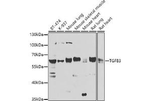 Western blot analysis of extracts of various cell lines, using TGFB3 antibody (ABIN6128822, ABIN6149076, ABIN6149077 and ABIN6224527) at 1:1000 dilution. (TGFB3 antibody  (AA 25-300))