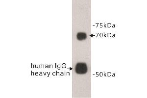 Western Blotting (WB) image for anti-Protein S (PROS) antibody (ABIN1855002) (PROS1 antibody)