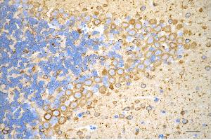 Immunohistochemistry was performed on paraffin-embedded mouse brain using beta tubulin III antibody (ABIN7800669), 1:500). (Recombinant TUBB3 antibody)