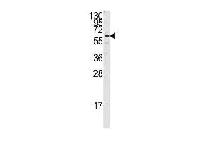 Western blot analysis of anti-FZD1 Antibody (C-term) (ABIN389235 and ABIN2839385) in Jurkat cell line lysates (35 μg/lane). (FZD1 antibody  (C-Term))