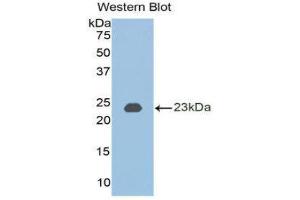 Western Blotting (WB) image for anti-Bone Morphogenetic Protein 2 (BMP2) (AA 50-218) antibody (ABIN1171960) (BMP2 antibody  (AA 50-218))