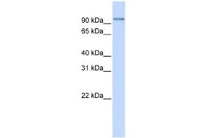 PDXDC1 antibody used at 1 ug/ml to detect target protein. (PDXDC1 antibody  (N-Term))