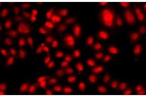 Immunofluorescence analysis of A549 cells using TEAD3 Polyclonal Antibody (TEAD3 antibody)