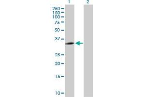 Western Blot analysis of EEF1D expression in transfected 293T cell line by EEF1D MaxPab polyclonal antibody. (EEF1D antibody  (AA 1-281))