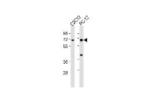 All lanes : Anti-WASL Antibody (N-term) at 1:2000 dilution Lane 1: C2C12 whole cell lysates Lane 2: PC-12 whole cell lysates Lysates/proteins at 20 μg per lane. (Neural Wiskott-Aldrich syndrome protein (WASL) (AA 165-198), (N-Term) antibody)