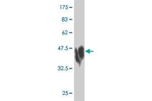 Western Blot detection against Immunogen (36. (N-Cadherin antibody  (AA 807-906))