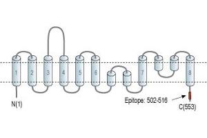 anti-Solute Carrier Family 1 Member 5 (SLC1A5) (AA 502-516), (C-Term), (Intracellular) antibody