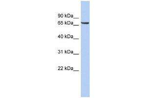 LRRTM4 antibody used at 1 ug/ml to detect target protein. (LRRTM4 antibody  (Middle Region))