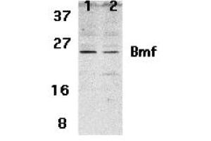 Western Blotting (WB) image for anti-Bcl2 Modifying Factor (BMF) (N-Term) antibody (ABIN1031277)