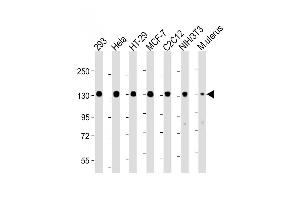All lanes : Anti-Phospho-MYPT1 (Ser507) Antibody: Ctrl at 1:4000 dilution Lane 1: 293 whole cell lysate Lane 2: Hela whole cell lysate Lane 3: HT-29 whole cell lysate Lane 4: MCF-7 whole cell lysate Lane 5: C2C12 whole cell lysate Lane 6: NIH/3T3 whole cell lysate Lane 7: Mouse uterus lysate Lysates/proteins at 20 μg per lane. (PPP1R12A antibody  (Ser507))