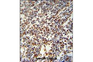 USF2 Antibody immunohistochemistry analysis in formalin fixed and paraffin embedded human lymph tissue followed by peroxidase conjugation of the secondary antibody and DAB staining. (USF2 antibody  (AA 218-246))