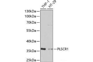 Western blot analysis of extracts of various cell lines using PLSCR1 Polyclonal Antibody at dilution of 1:1000. (PLSCR1 antibody)
