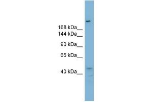 WB Suggested Anti-RBBP6 Antibody Titration:  0. (RBBP6 antibody  (N-Term))