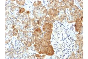 Formalin-fixed, paraffin-embedded human Pancreas stained with VLDL-Receptor Mouse Monoclonal Antibody (VLDLR/1337). (VLDLR antibody  (C-Term))