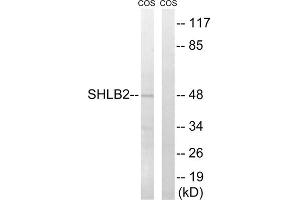 Western blot analysis of extracts from COS cells, using SH3GLB2 antibody. (SH3GLB2 antibody  (Internal Region))