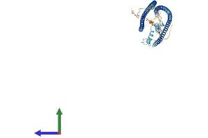AlphaFold protein structure predicition of Mouse Recombinant Bbof1 Protein, UniprotID Q3V079 (C14orf45 Protein (AA 1-533) (His tag))