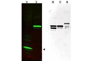 Western blot using  affinity purified anti-SPANX (pan) antibody shows detection of a band at ~17 kDa corresponding to SPANX-C present in a nuclear extract from VWM105 cells (left panel, arrowhead). (SPANXC antibody  (AA 31-47))