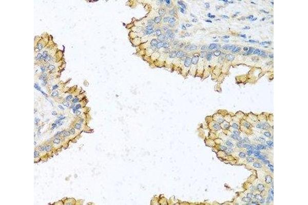 RNASE13 antibody
