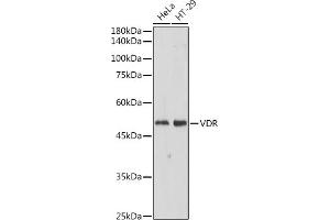 Western blot analysis of extracts of various cell lines, using VDR antibody (ABIN6128919, ABIN6150080, ABIN6150082 and ABIN6215438) at 1:500 dilution. (Vitamin D Receptor antibody  (AA 128-427))