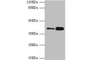 GDAP1 抗体  (AA 1-225)