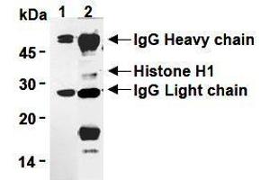 Western Blotting (WB) image for anti-H1 Histone Family, Member 0 (H1F0) antibody (ABIN1449237) (Histone H1 antibody)